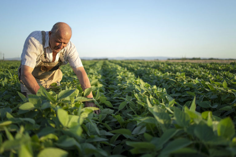 Le Sénat souhaite l’instauration d’une Journée Nationale de l’agriculture